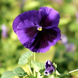 Meet your Posher, Schloopydoop